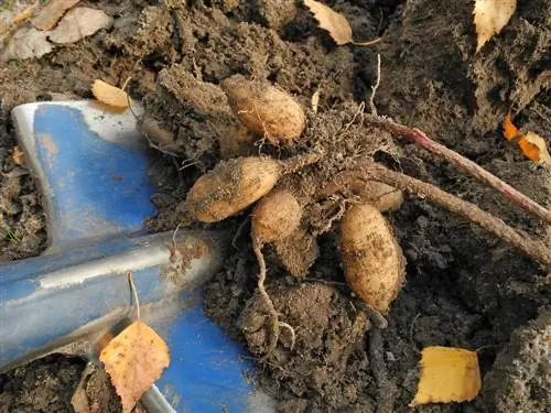 Évitez les dommages causés par le gel aux dahlias : voici comment cela fonctionne