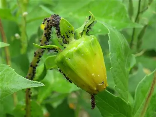 Bekæmpelse af dahlia-lus: naturlige metoder og hjælpere