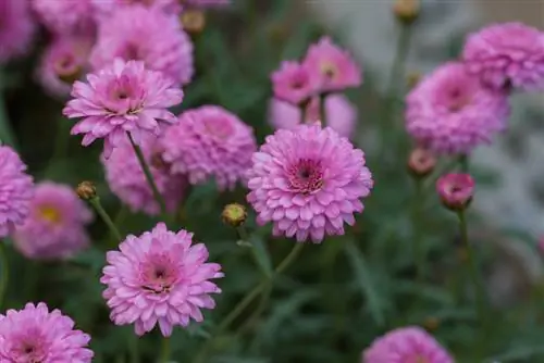 dahlia-agtige blomme