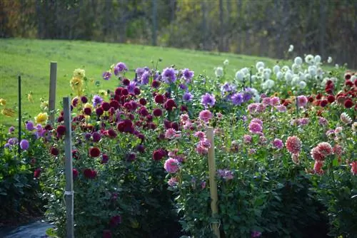 Hauteur des dahlias : Quelle taille peuvent-ils atteindre ?