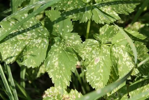 Dahlia: pencegahan dan pengobatan bercak daun