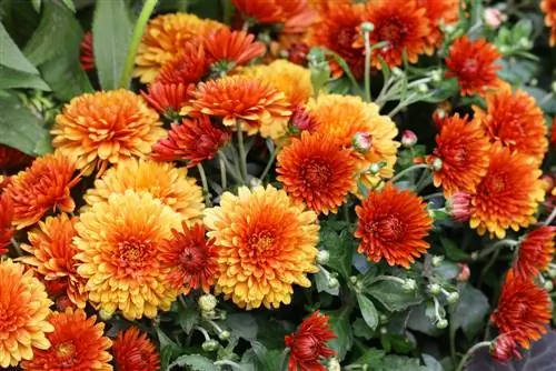 Chrysanthemums dhidi ya Dahlias: Kuna tofauti gani?