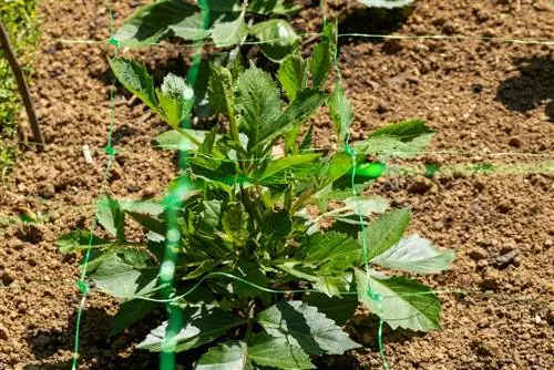 Dahlias : à quelle vitesse et à quelle hauteur poussent-ils réellement ?