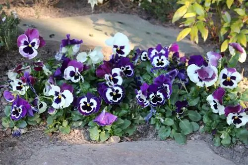 Grave planting-spring horned violets