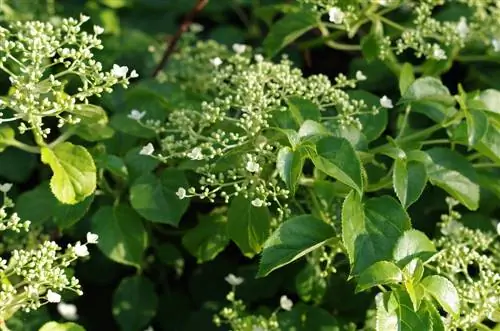 hortensia trepadora venenosa