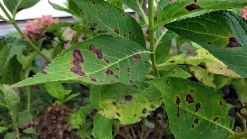 klatring hortensia sygdomme