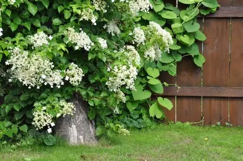 Hortênsia trepadeira em cima do muro: esverdeamento facilitado