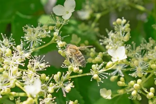 climbing hydrangea bees