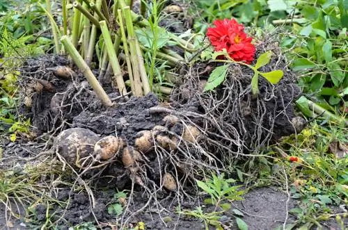 Dahlia's verplanten: wanneer en hoe moet u dit correct doen