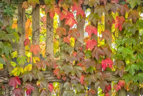 Plantas trepadoras en la cerca del vecino: soluciones y consejos