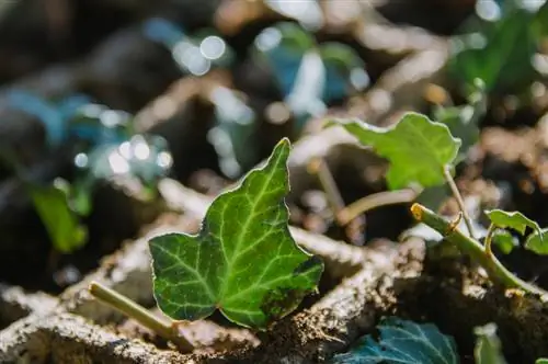 klimplante voortplant