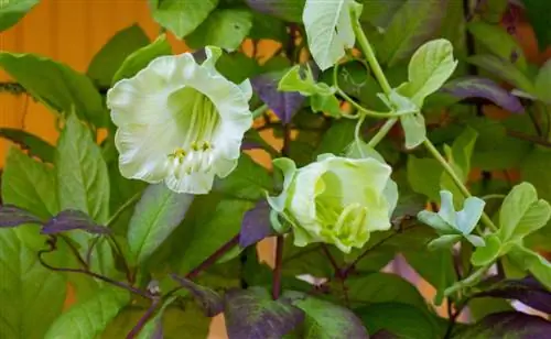 Edible climbing plants: enjoyment for your rental apartment balcony