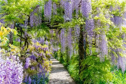 Plantes enfiladisses d'arrels poc profundes: tot el que necessites saber