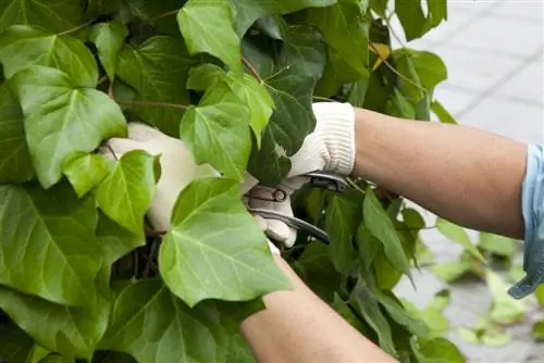 cortar plantas trepadoras