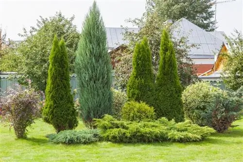 Quali conifere si adattano al tuo stile di giardino? Una panoramica