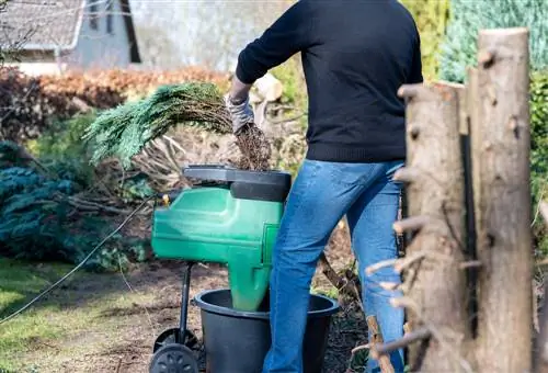 Coniferen vellen: wanneer, waarom en hoe doe je dat correct