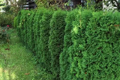 coniferas-prohibidas-en-el-jardin