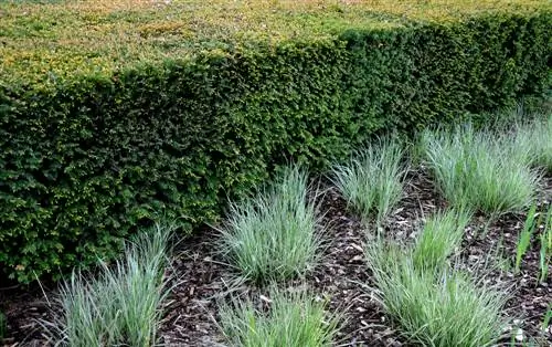 Garden design with harmoniously combined conifers and grasses