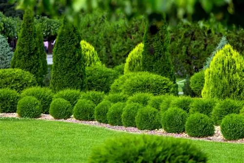 yuav ua li cas-ceev-loj-conifers