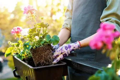 Cranesbill sa balkonahe: mga tip para sa pinakamainam na pangangalaga