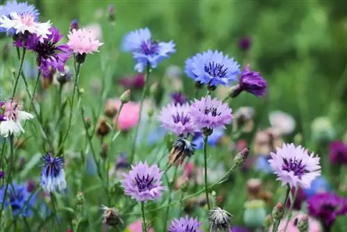 Hoe intens schijnt de kleur van de korenbloem echt?