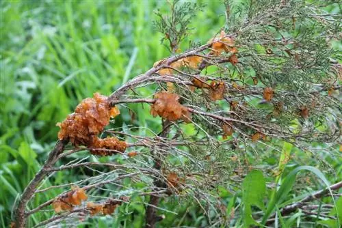 अपने कोनिफर्स को नाशपाती की जाली से बचाएं: यहां बताया गया है कि कैसे