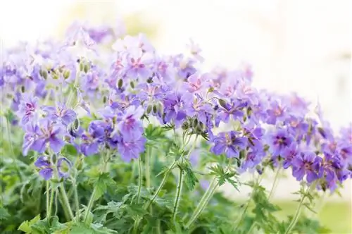 Cây rơm (Geranium)