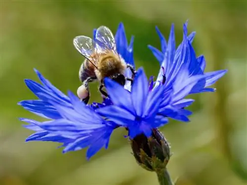 abeilles bleuet