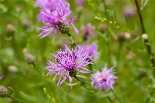 perbedaan-knapweed-cornflower