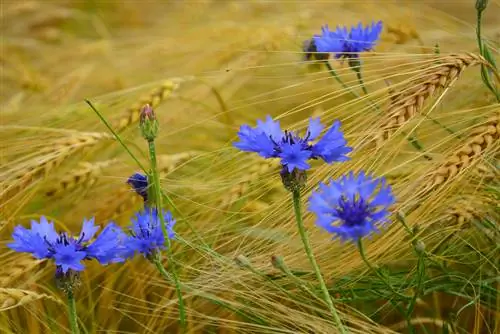 cornflower weed