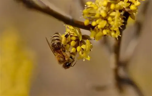 Cereza de cornalina y abejas: una simbiosis valiosa