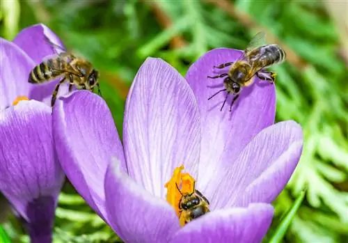 crocus pčele