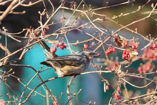 oiseaux de cerisier cornaline