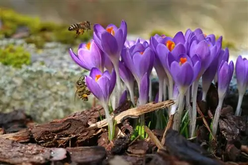 konservasi alam crocus