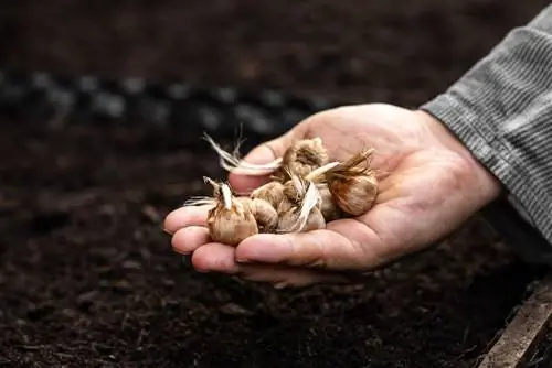 Crocus fades: Kaj je naslednje na vrtu?