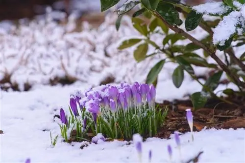 Crocus และ Frost: นี่คือวิธีที่พวกมันอยู่รอดได้ในฤดูหนาว