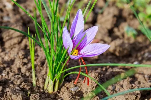 Loj hlob saffron crocus