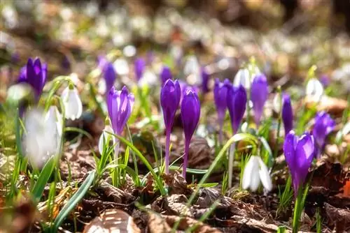 Såing av krokus: Slik kan du så krokus med hell