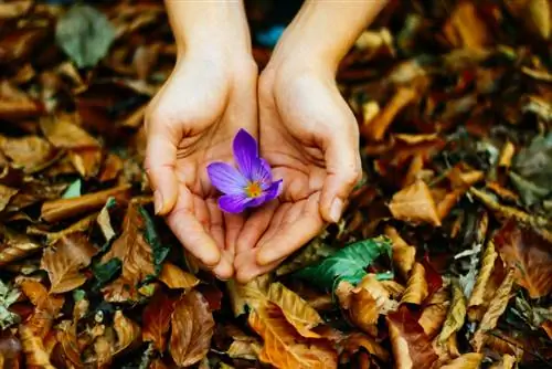 pemotongan crocus