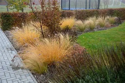 Kombinera pennisetum-gräs med lavendel