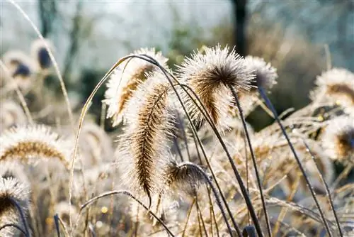 Biji Pennisetum