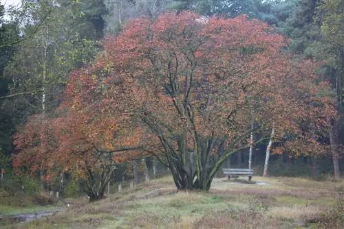 skirtumas-roko kriaušė-vari-akmens kriaušė