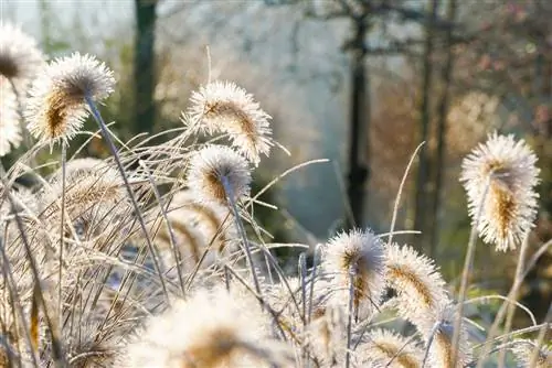 Retalla l'herba del penniset