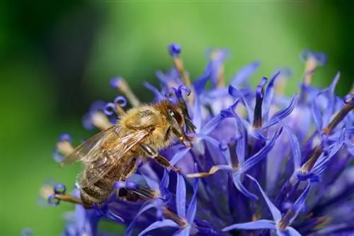 globe thistle bees