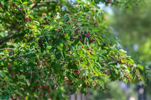 Copper Rock Pear : Identifier et combattre le feu bactérien