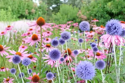 Combinación de cardo globo: lugares y compañeros de plantación ideales