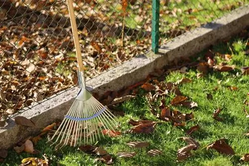 feuilles-du-voisin