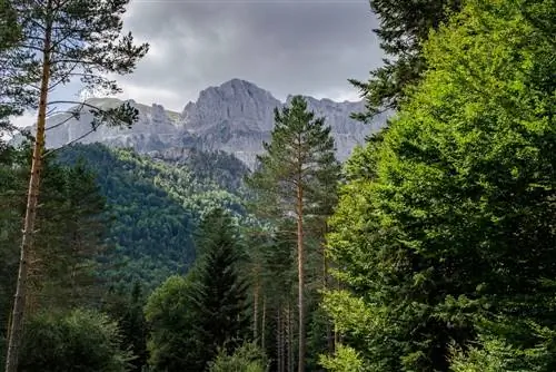 alberi decidui e conifere