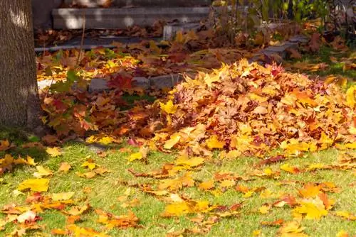 foliage of public trees