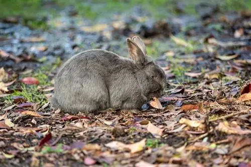 Hojas en el recinto de los conejos: ¿Qué pueden comer los conejos?